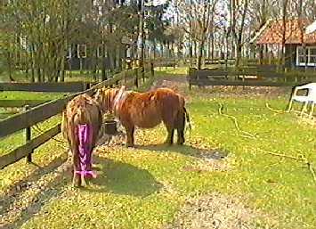 Ponypark Collendoorn, spring 2001